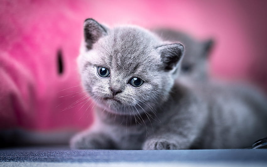 pequeño gatito gris, gato británico de pelo corto, simpáticos animales, mascotas, gatos, gatito gris, gatito, gatito fondo de pantalla