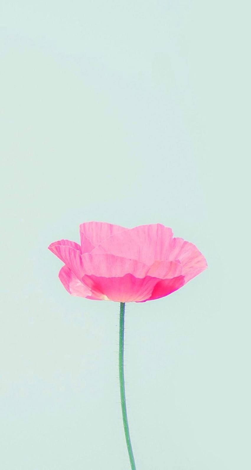 Pastelowy kwiatowy telefon, ładny pastelowy kwiat Tapeta na telefon HD