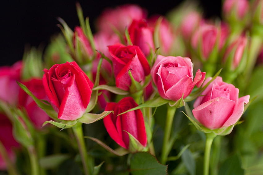 *** Różowe róże ***, róż, natura, kwiaty, róże Tapeta HD