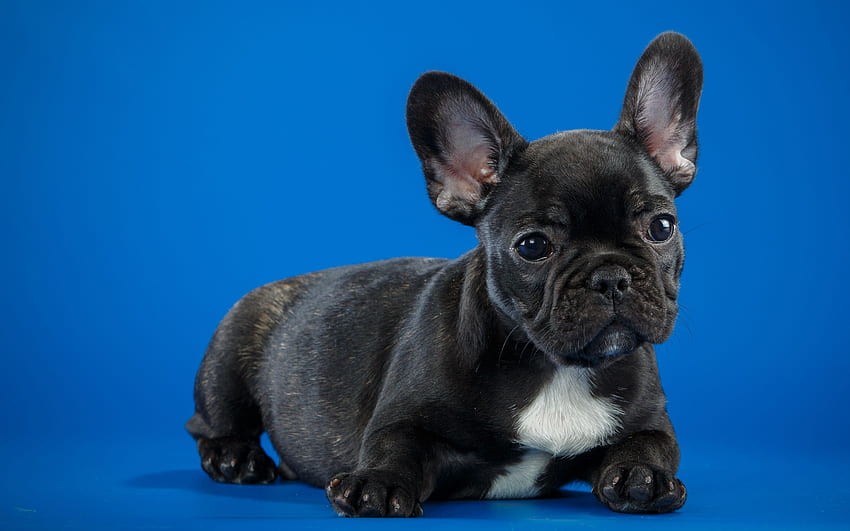 Black French Bulldog Cute, Bulldog Puppy HD wallpaper