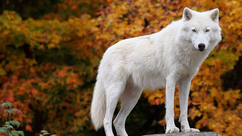 White Wolf Ultra Background, Fox and Wolf HD wallpaper