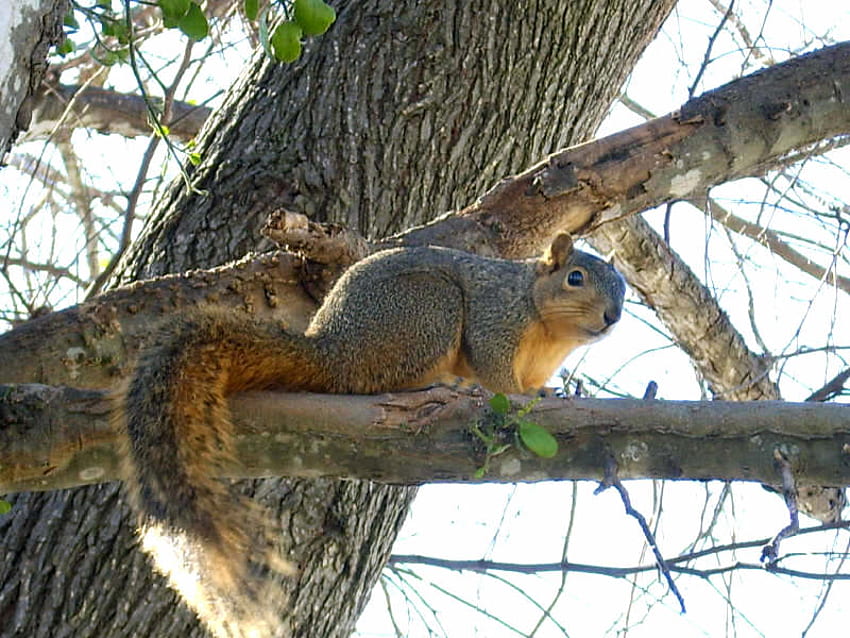 Squirrel on a limb, animal, cute, animals, squirrel HD wallpaper