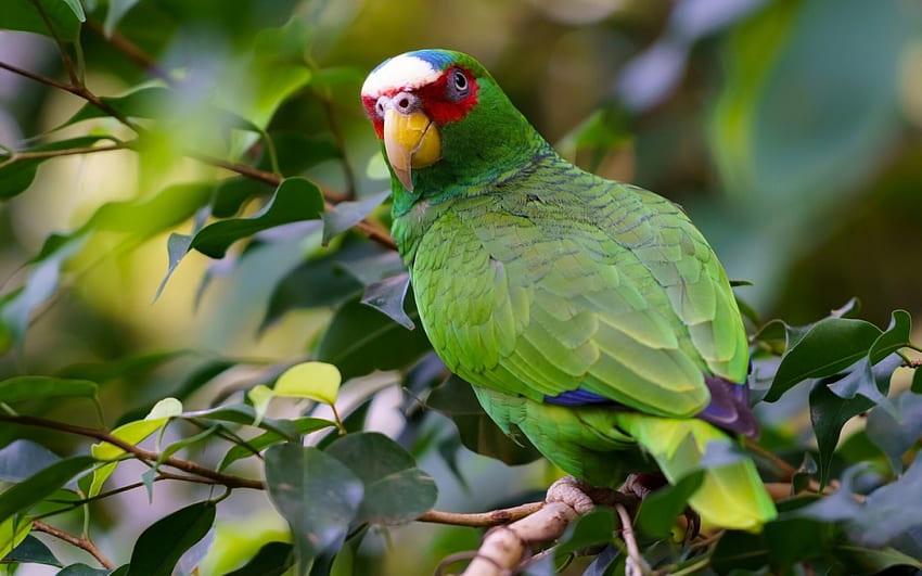 Папагал, птица, белочела амазонка, зелено, пасаре, сладко HD тапет