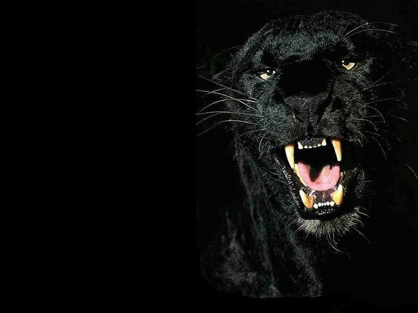 猫 黒豹 黒豹 アニマル 動物 [] 、モバイル & タブレット用。 ブラックパンサーを探検。 ブラック ジャガー、ブラック ヒョウ、クールな黒豹動物 高画質の壁紙