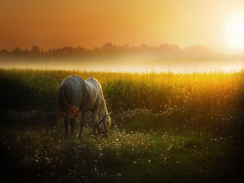 Fin de journée, animal, cheval, lumière, champ, ciel, fleurs, soleil Fond d'écran HD