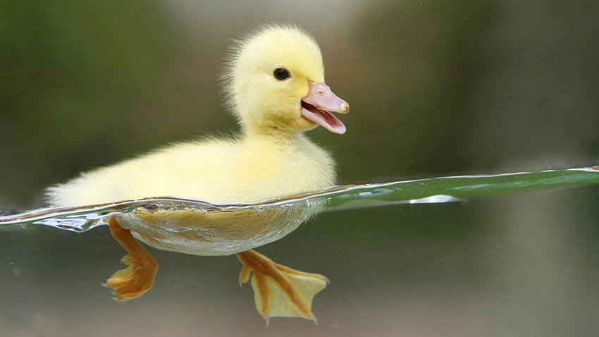 Wasser natur gelb vögel tiere enten entlein babyvögel split HD-Hintergrundbild
