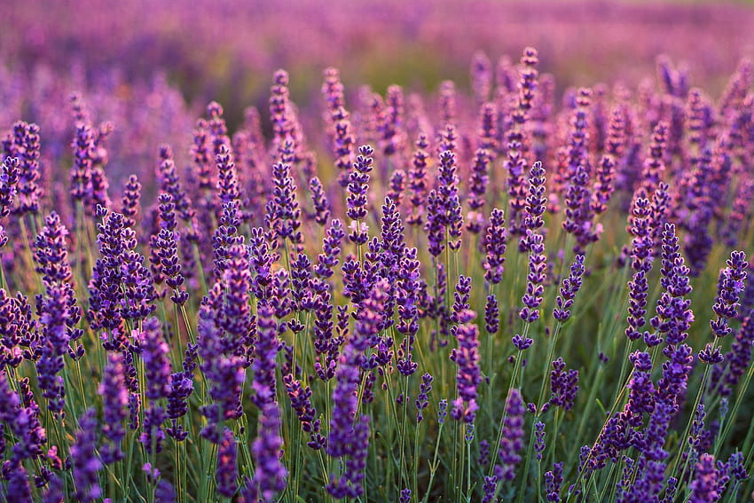 Lavender, pertanian Lavender, tanaman Wallpaper HD