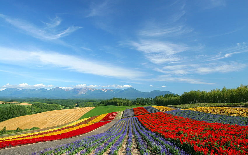 Japan Hokkaido Country Field : Open Field Under Sky NO.23 HD wallpaper