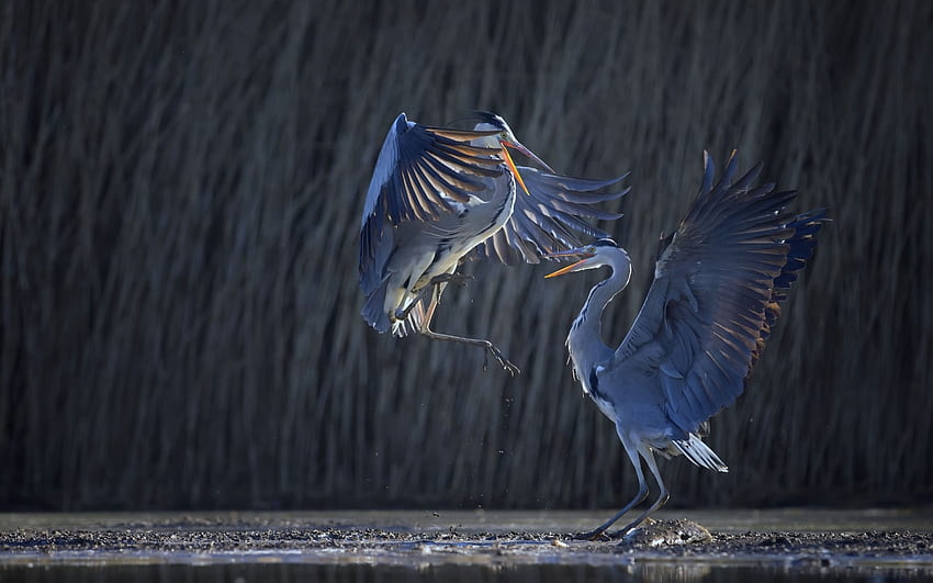 Herons, blue, wings, black, dance, rain, bird, pasare, feather, heron, couple HD wallpaper