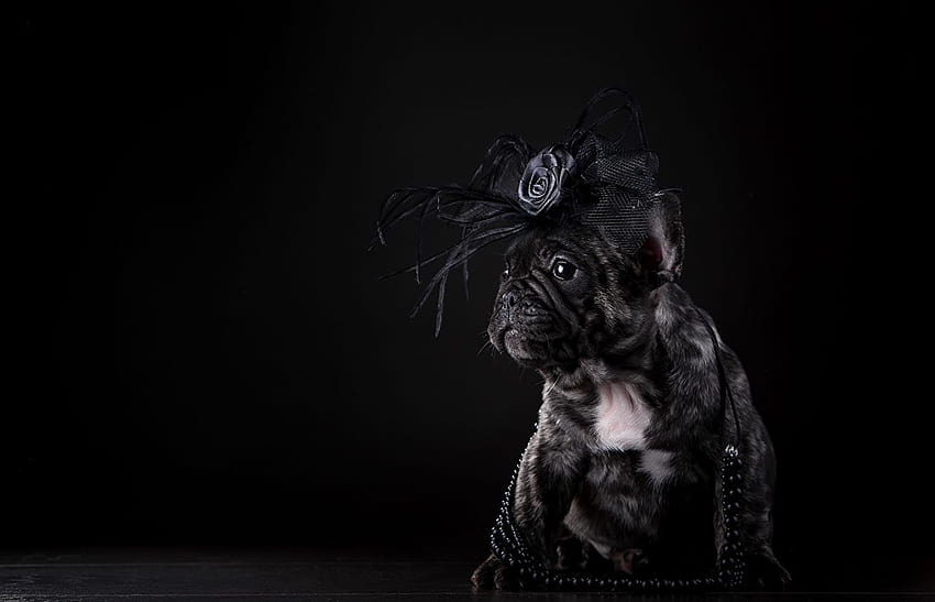 ลูกสุนัข บูลด็อก สุนัขบูลด็อกฝรั่งเศส สัตว์สีดำ สีดำ วอลล์เปเปอร์ HD