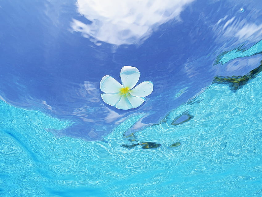 Plants, Flowers, Water HD wallpaper | Pxfuel