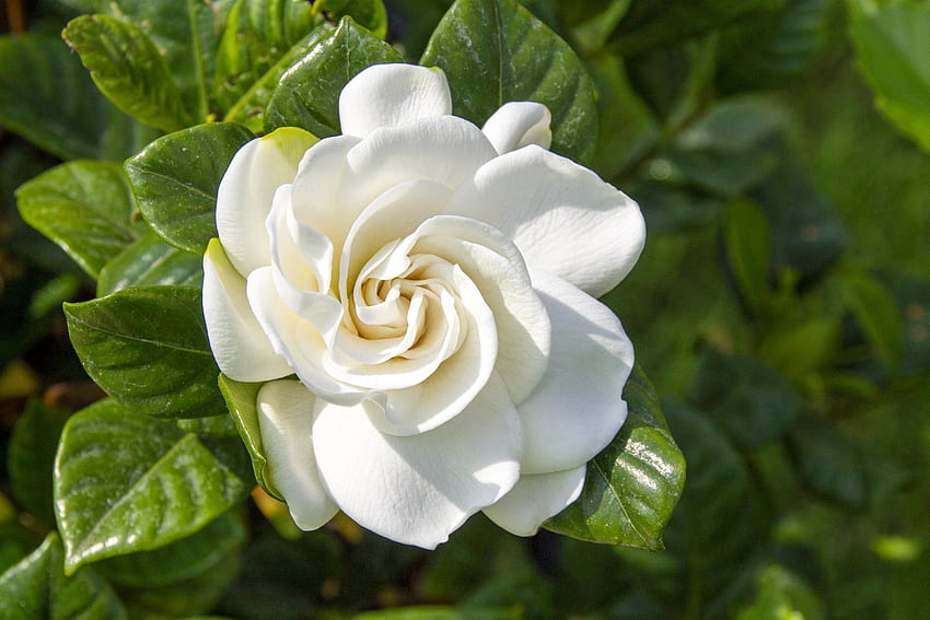 Gardenia flower, white, leaves, petals, flower, scent, beautiful, fragrance, gardenia HD wallpaper