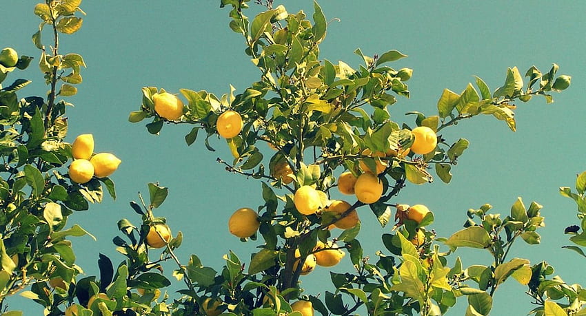 Lemons!. Tree graphy, Plants, graphy, Citrus Tree HD wallpaper