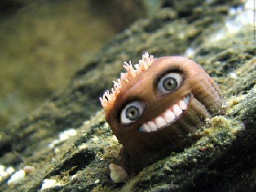 Smiling Sea Creature, smiling, sea creature, abstract HD wallpaper