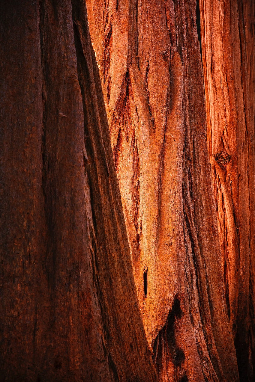Wood, Tree, Texture, Textures, Brown, Bark HD phone wallpaper