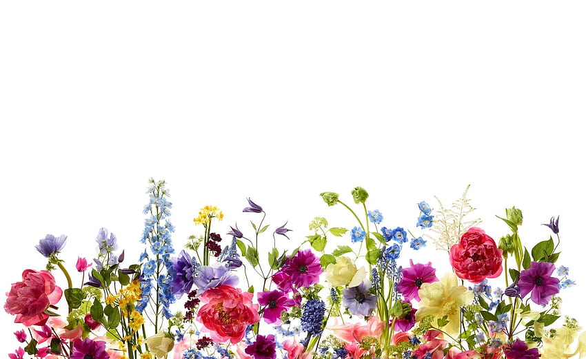 Kang Kim graphy Still Life. Design, Laptop , Macbook, Cute Floral HD wallpaper