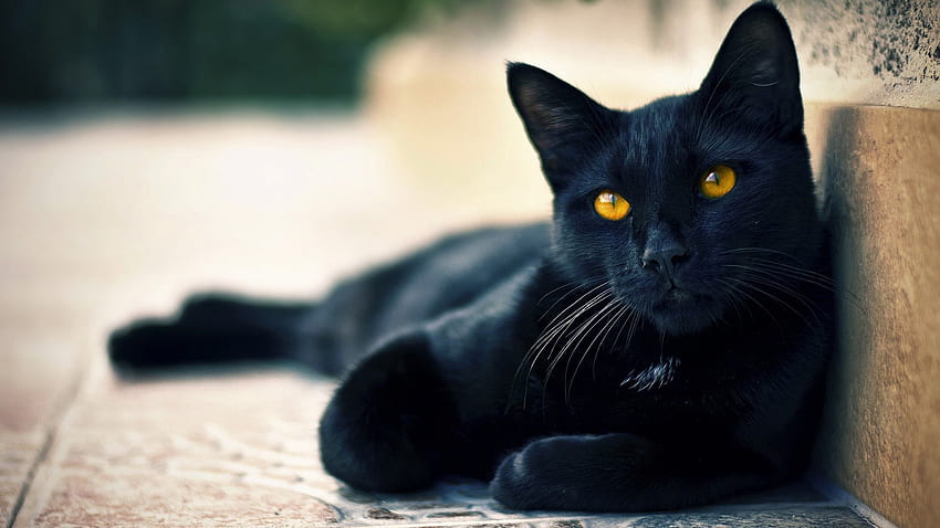 Gatos negros hermosos y lindos fondo de pantalla