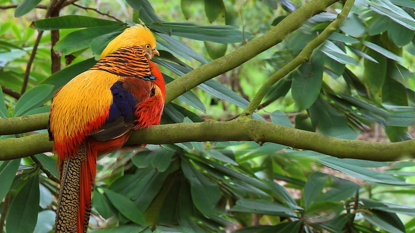 Colorful Tropical Bird, animal, branch, bird, trees, forest HD wallpaper
