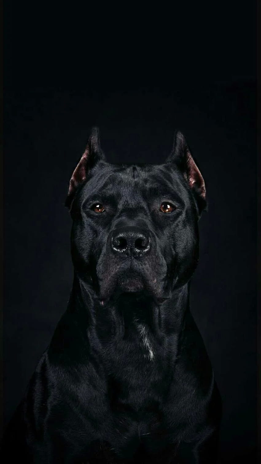 Download Handsome Cane Corso Dog Wallpaper  Wallpaperscom