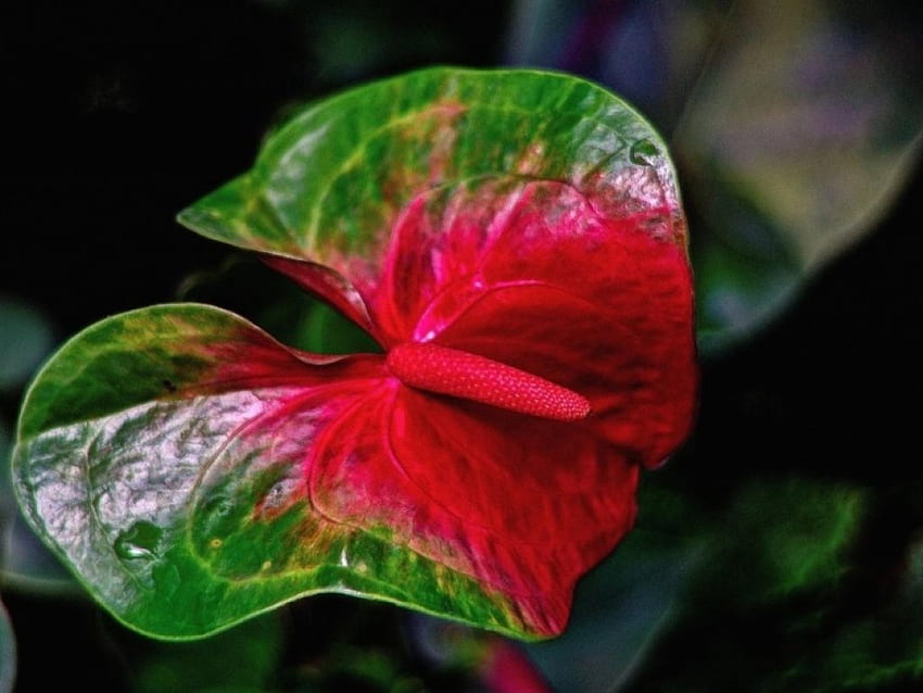Антуриум, красиви, редки, червени, зелени цветя HD тапет