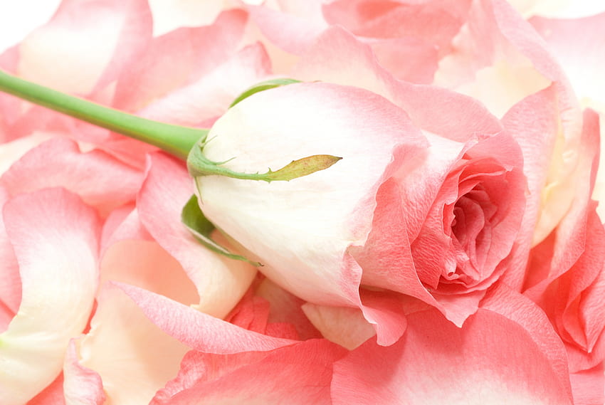 * Delicate Rose *, rose, delicate, love, beautiful, flowers, gift HD wallpaper