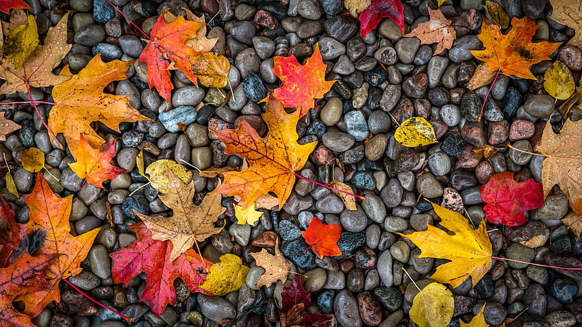 Daun, Alam, Batu, Musim Gugur, Basah, Maple, Lembab Wallpaper HD