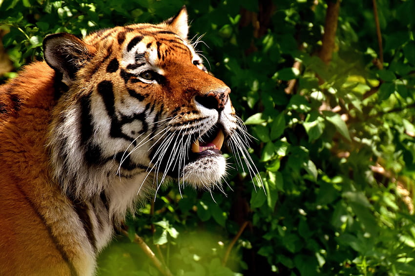 สัตว์ นักล่า แมวตัวใหญ่ เสือโคร่ง วอลล์เปเปอร์ HD