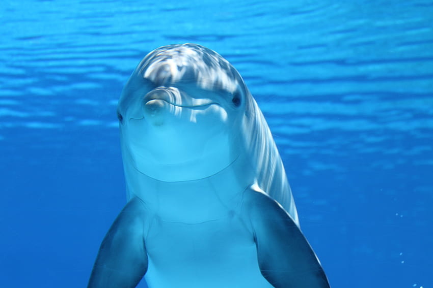 Dolphin, Animals, Under Water, Underwater, Mammal HD wallpaper