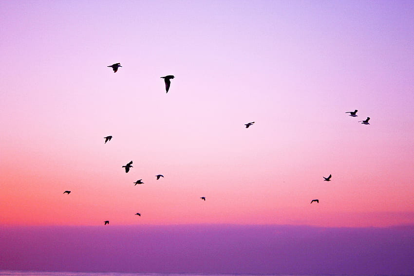 Nature, Birds, Sky, Silhouettes, Flight HD wallpaper