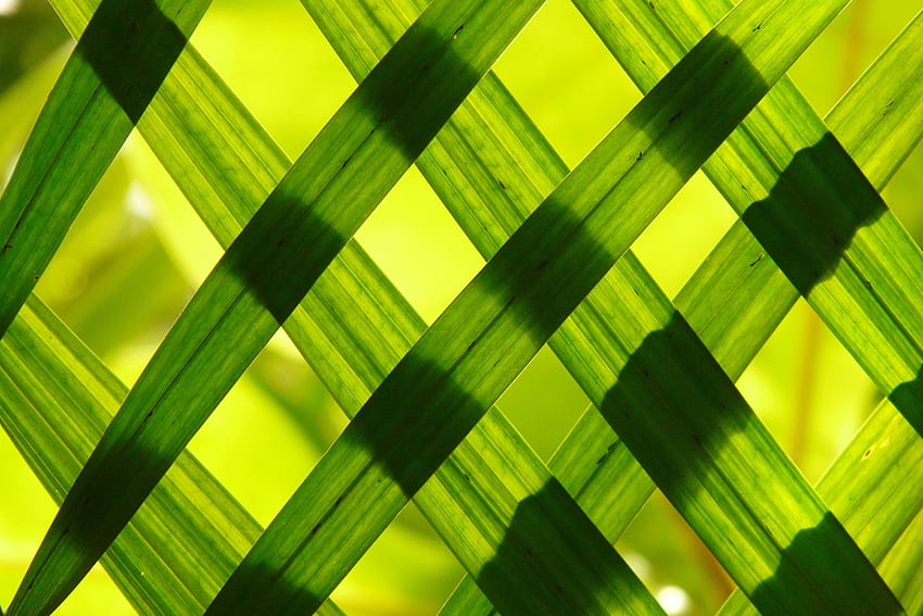 Green coconut leaf HD wallpaper | Pxfuel
