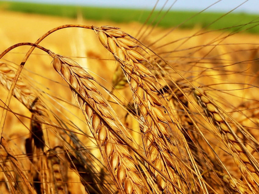 Nature, Field, Ears, Spikes, Harvest, Cereals, Agriculture, Crops HD wallpaper