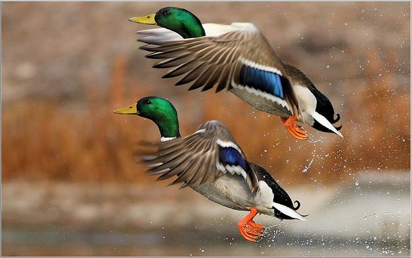 ducks unlimited logo wallpaper