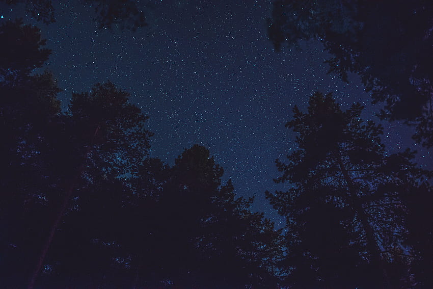 Drzewa, gwiazdy, noc, góra, ciemność, gwiaździste niebo, szczyty, widok z dołu Tapeta HD