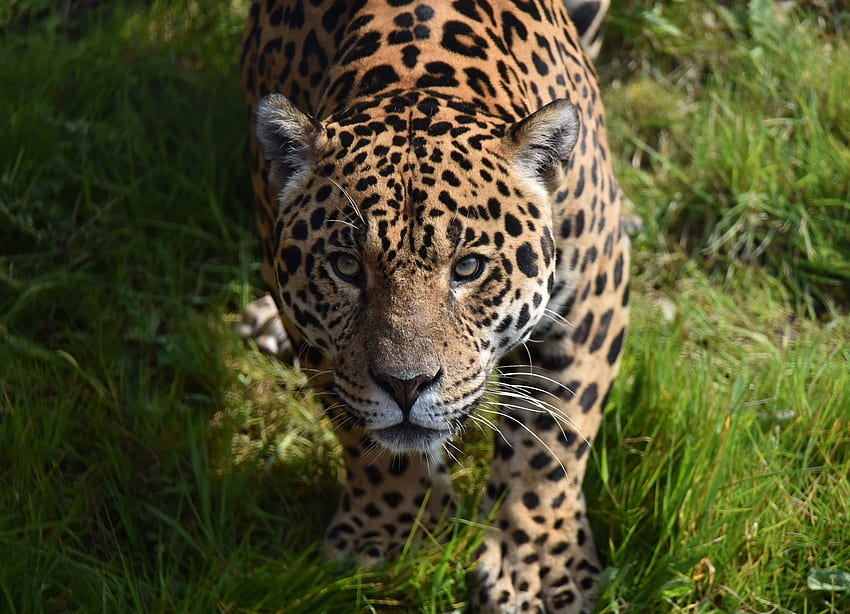Predator, Jaguar, wild animal HD wallpaper