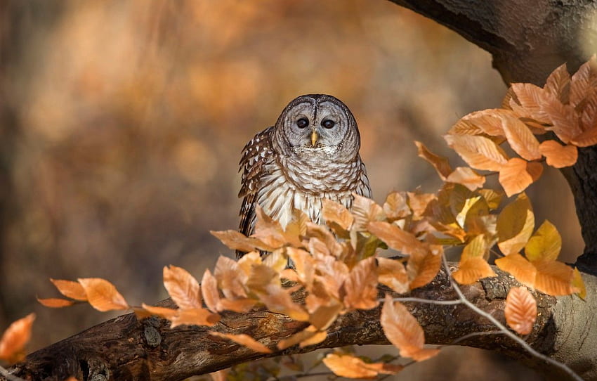 Autumn, look, leaves, branches, background, tree, Autumn Owl HD ...