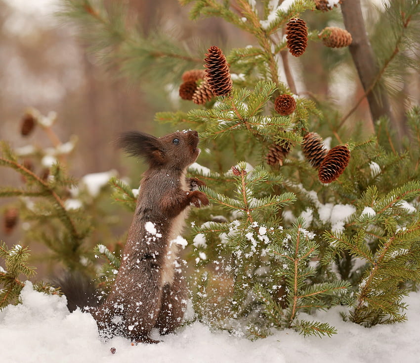 Squirrel, green, cute, pine cone, evgeniia levina, veverita, animal, winter, brown, iarna HD wallpaper