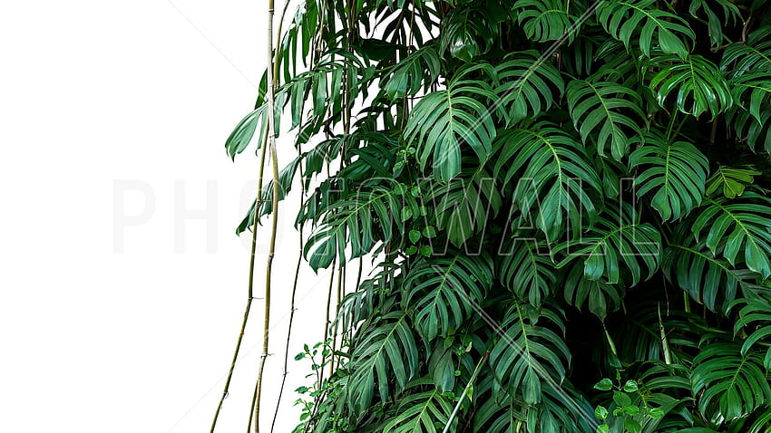 Тропическо растение Монстера – фотои онлайн – стена HD тапет