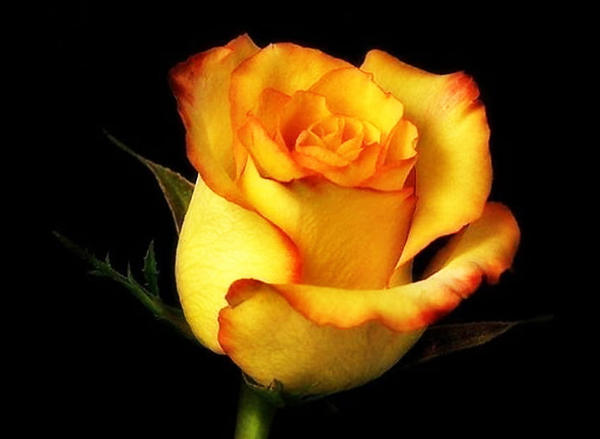 Yellow rose, nature, flowers, roses, yellow HD wallpaper