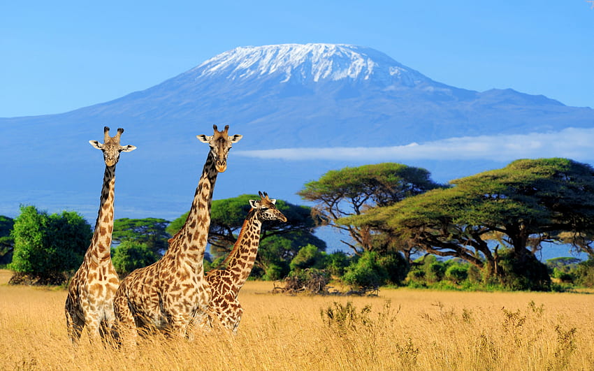giraffes, Kilimanjaro, mountain landscape, wildlife, herd of giraffes, wild animals, Tanzania, Africa HD wallpaper