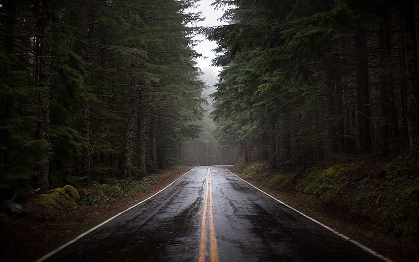 ป่า ถนน ฝน ต้นไม้ ฝนตก ฤดูหนาว เอเวอร์กรีน วอลล์เปเปอร์ HD