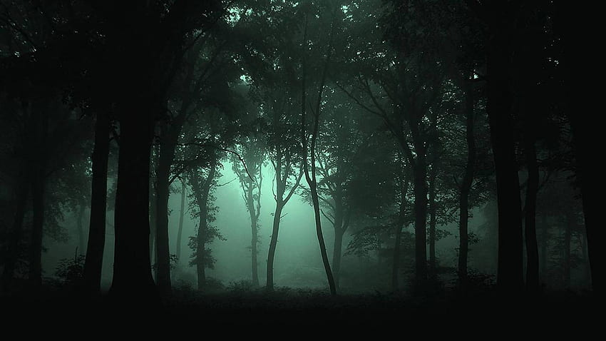 Dark Forest , Stock, Creepy Forest HD wallpaper