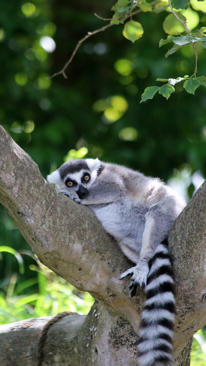 lemur, cute, animal, tree q samsung galaxy s6, s7, edge, note, lg g4 background HD phone wallpaper