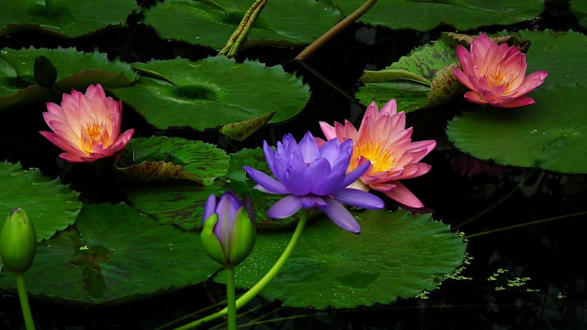 ಌ.The Lotus of Wisdom.ಌ, цветен, пъпки, сладък, лотосът на мъдростта, чар, розово зелено, венчелистчета, магически, ярки, невероятни, езерце с лотос, цвят, сладък, извивки, великолепен, чудо, красив, цъфти, лилаво, прашец, листа, красива, природа, цветя, лилии, прекрасен, разкош HD тапет
