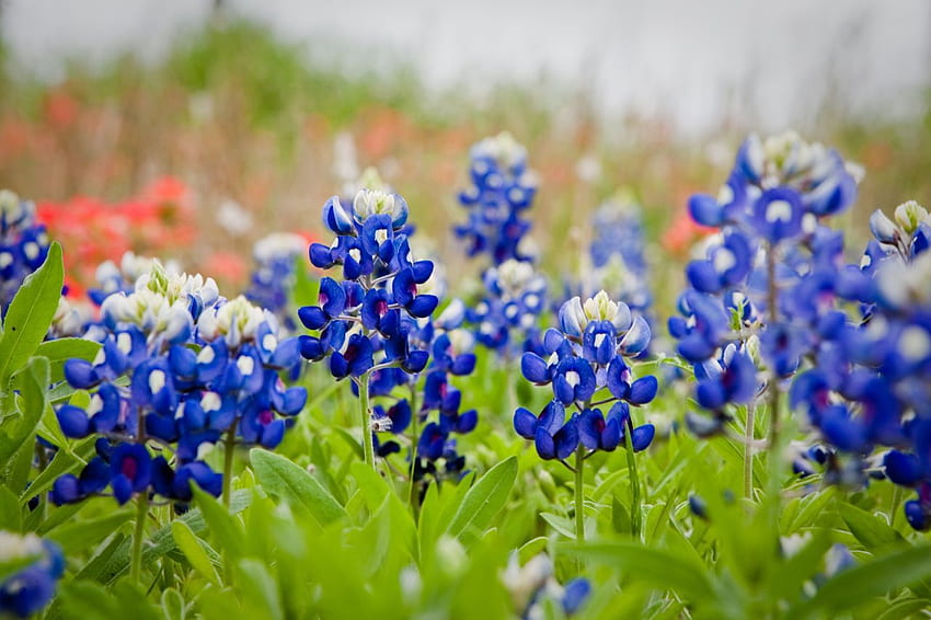 Bluebonnet . Flores silvestres Bluebonnet, pingo de chuva Bluebonnet e fundo Bluebonnet, Texas Bluebonnets papel de parede HD