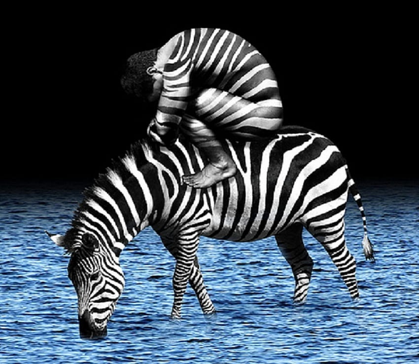 Zebra, belang, manusia, air Wallpaper HD