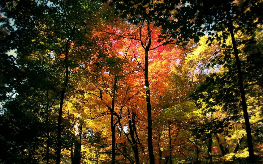 Nature, Trees, Autumn, Forest, Crown, Color, Colors, Shades, Crowns HD wallpaper