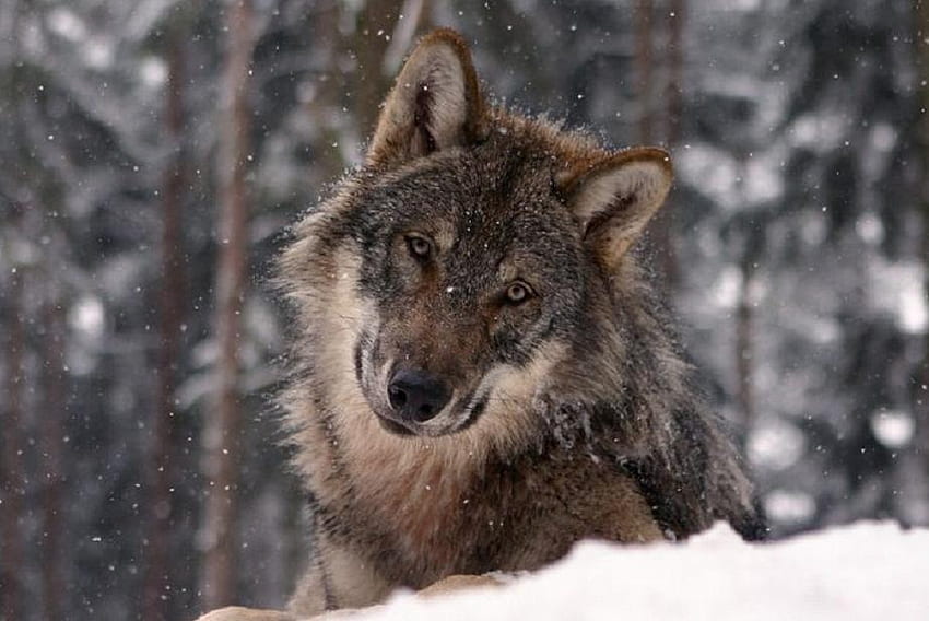 Am I Really So Bad, timber, head, wolf, sad, quiet, snow, face, trees, stunning HD wallpaper