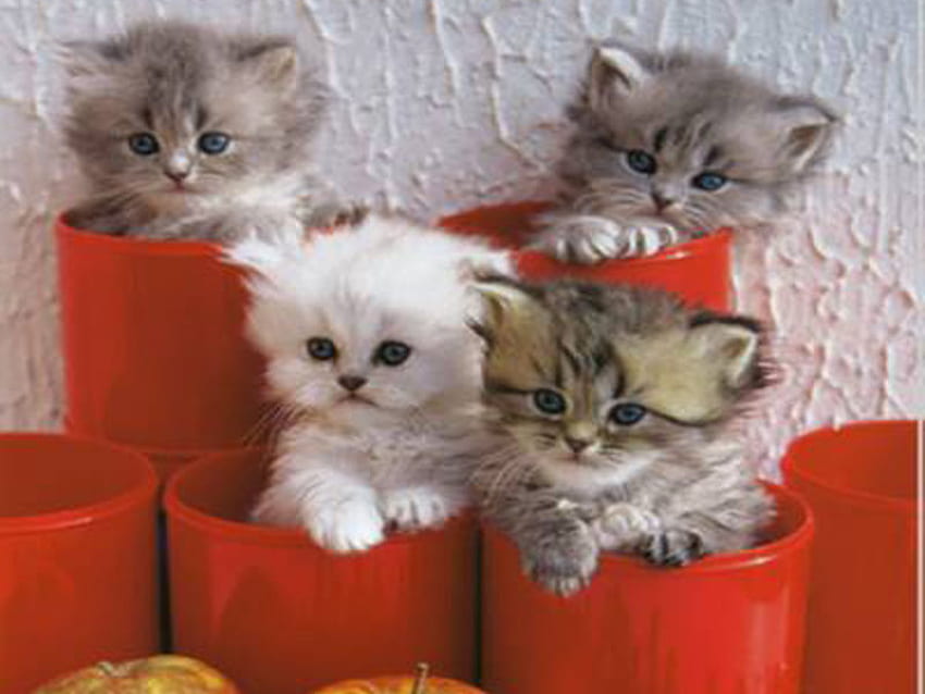 Cute cats in pots, sweet, kitten, four, cat, pot HD wallpaper