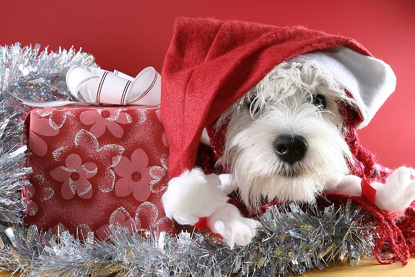 クリスマスの子犬、犬、子犬、休日、クリスマス、ギフト、サンタ 高画質の壁紙