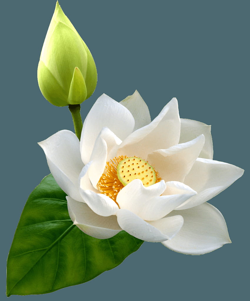 Estoque de royalties de clipart de flor de lótus branco, arte gráfica de lótus branco Papel de parede de celular HD